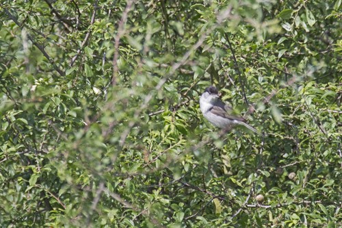 Eurasian Blackcap