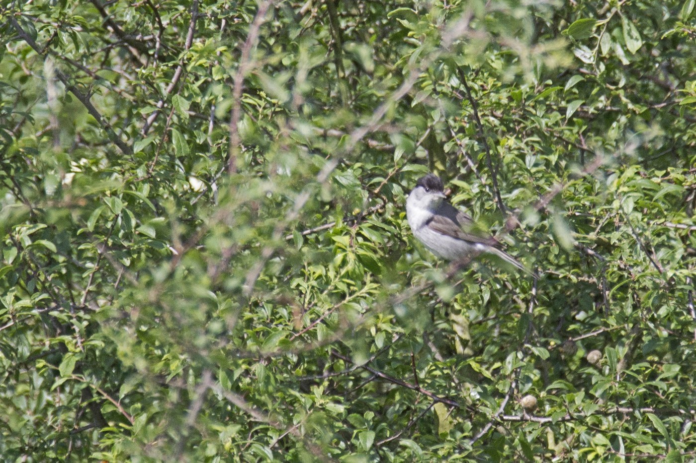 Eurasian Blackcap Identification Guide