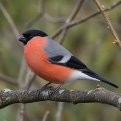 Eurasian Bullfinch Identification Guide