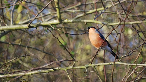 Eurasian Bullfinch