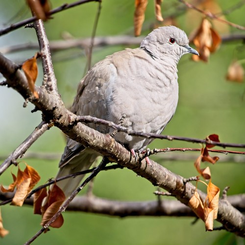 Eurasian Collared-Dove