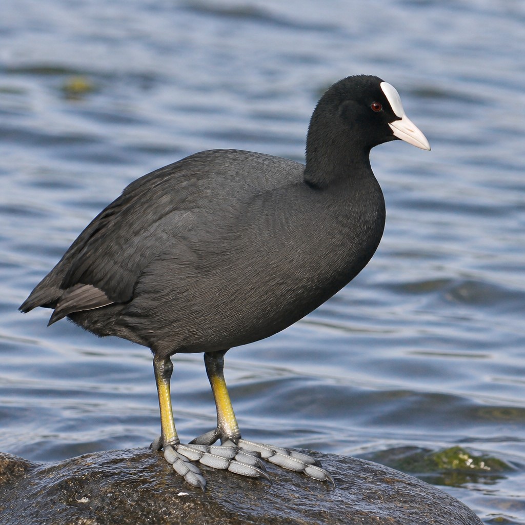 Eurasian Coot