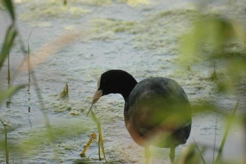 Eurasian Coot