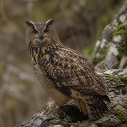 Eurasian Eagle-Owl Identification Guide