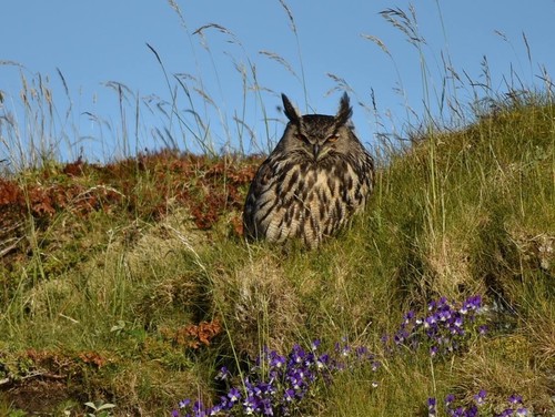 Eurasian Eagle-Owl