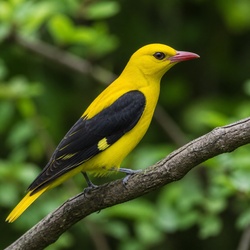 Eurasian Golden Oriole Identification Guide