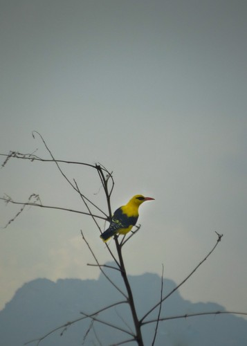 Eurasian Golden Oriole