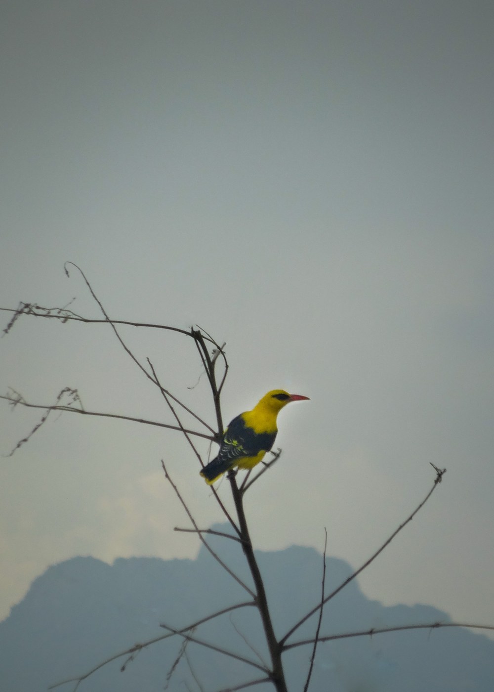 Eurasian Golden Oriole Identification Guide