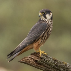 Eurasian Hobby Identification Guide