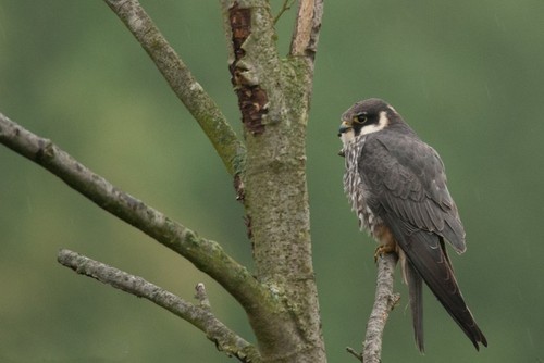Eurasian Hobby