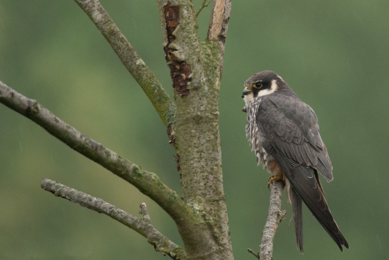 Eurasian Hobby (Falco subbuteo)