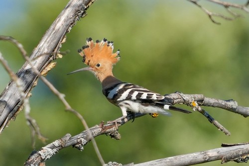 Eurasian Hoopoe