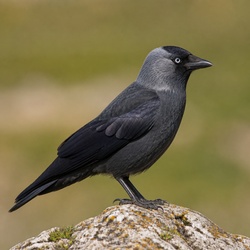 Eurasian Jackdaw Identification Guide