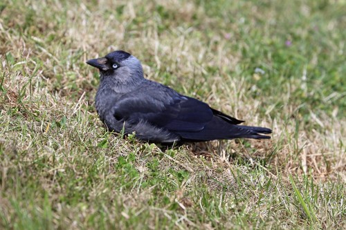Eurasian Jackdaw