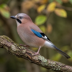 Eurasian Jay Identification Guide