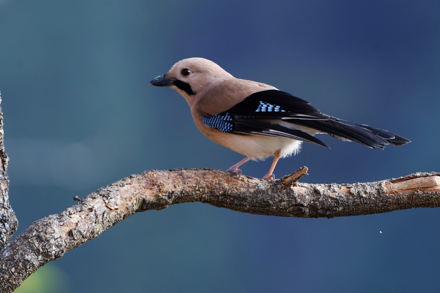 Eurasian Jay (Garrulus glandarius)