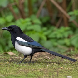 Eurasian Magpie Identification Guide