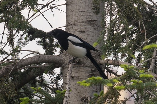 Eurasian Magpie