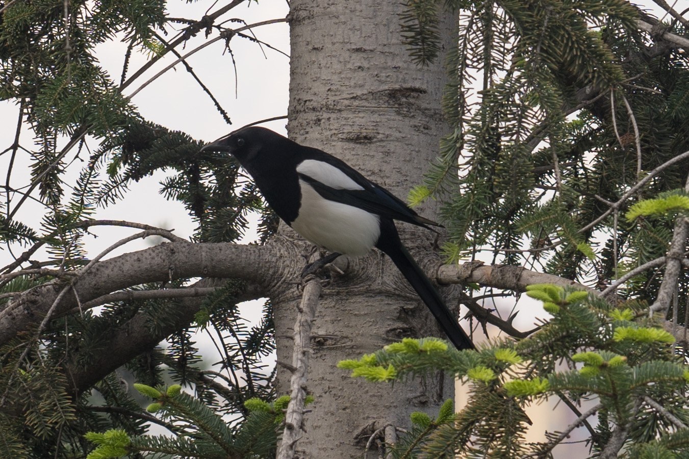 Eurasian Magpie (Pica pica)