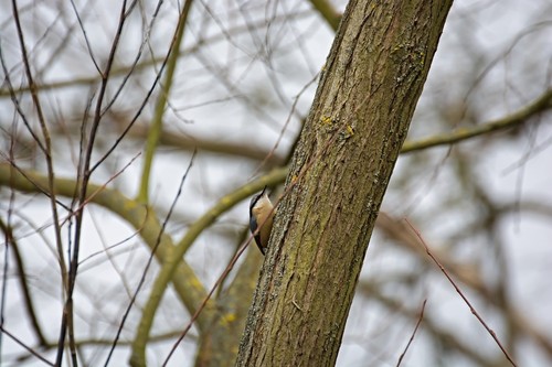 Eurasian Nuthatch
