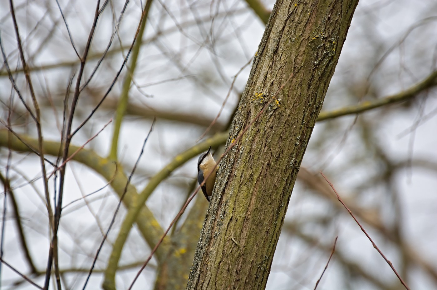 Eurasian Nuthatch (Sitta europaea)