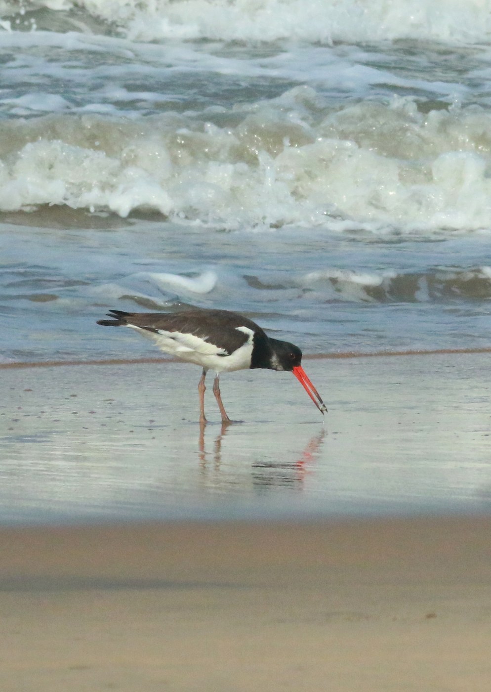 Eurasian Oystercatcher (Haematopus ostralegus)
