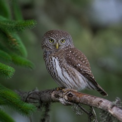 Eurasian Pygmy Owl Identification Guide