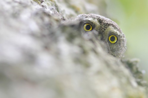 Eurasian Pygmy Owl