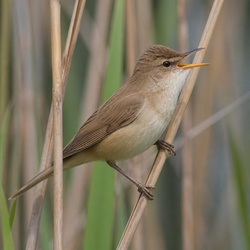 Eurasian Reed Warbler Identification Guide