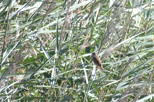 Eurasian Reed Warbler