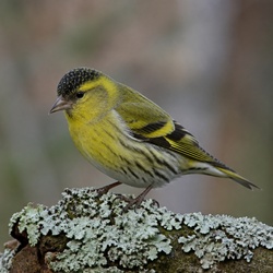 Eurasian Siskin Identification Guide