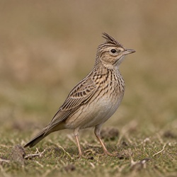 Eurasian Skylark Identification Guide