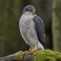 Eurasian Sparrowhawk Identification Guide