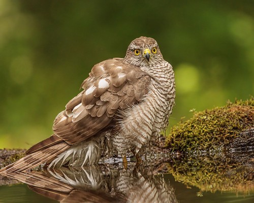 Eurasian Sparrowhawk