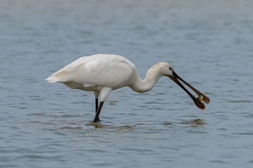 Eurasian Spoonbill