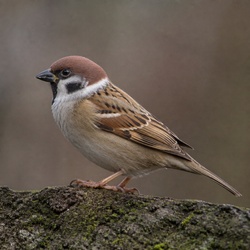 Eurasian Tree Sparrow Identification Guide
