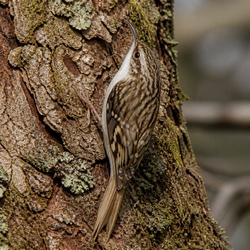 Eurasian Treecreeper Identification Guide