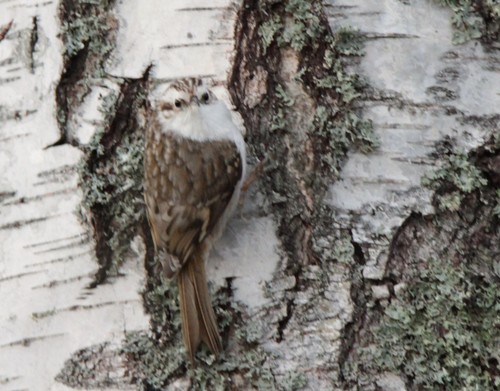 Eurasian Treecreeper