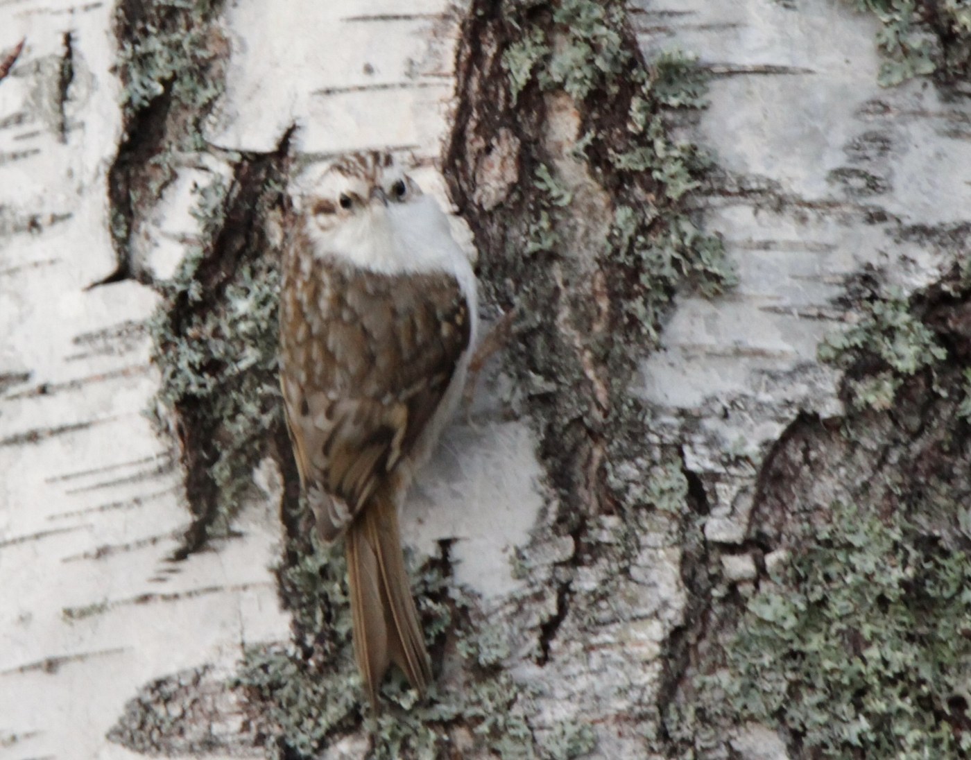 Eurasian Treecreeper (Certhia familiaris)