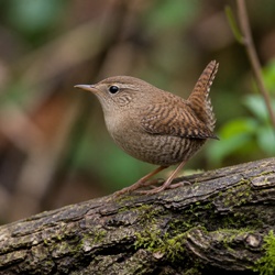 Eurasian Wren Identification Guide