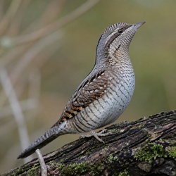 Eurasian Wryneck Identification Guide