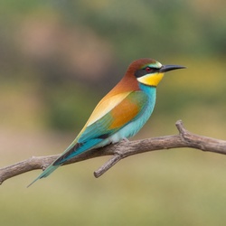 European Bee-eater Identification Guide