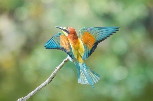 European Bee-eater