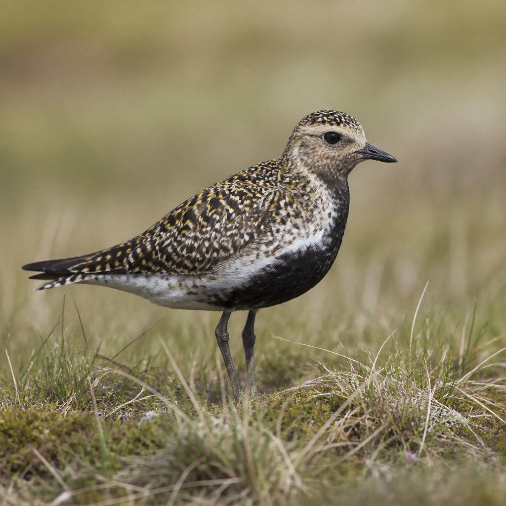 European Golden-Plover