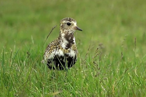 European Golden-Plover