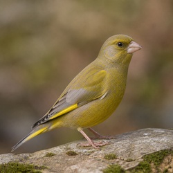 European Greenfinch Identification Guide