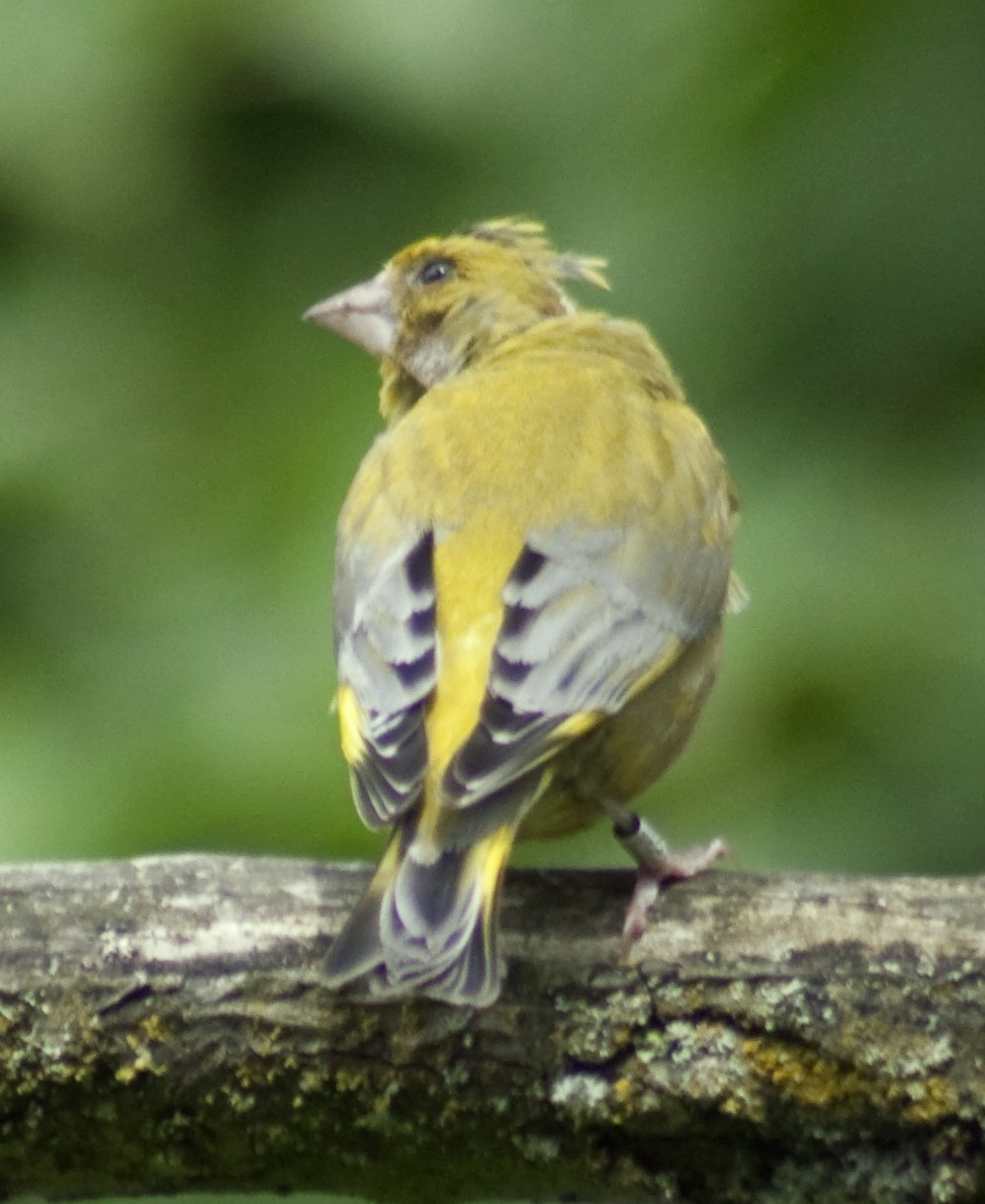 European Greenfinch Identification Guide