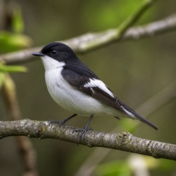 European Pied Flycatcher Identification Guide