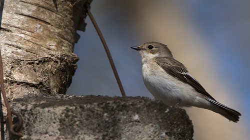 European Pied Flycatcher