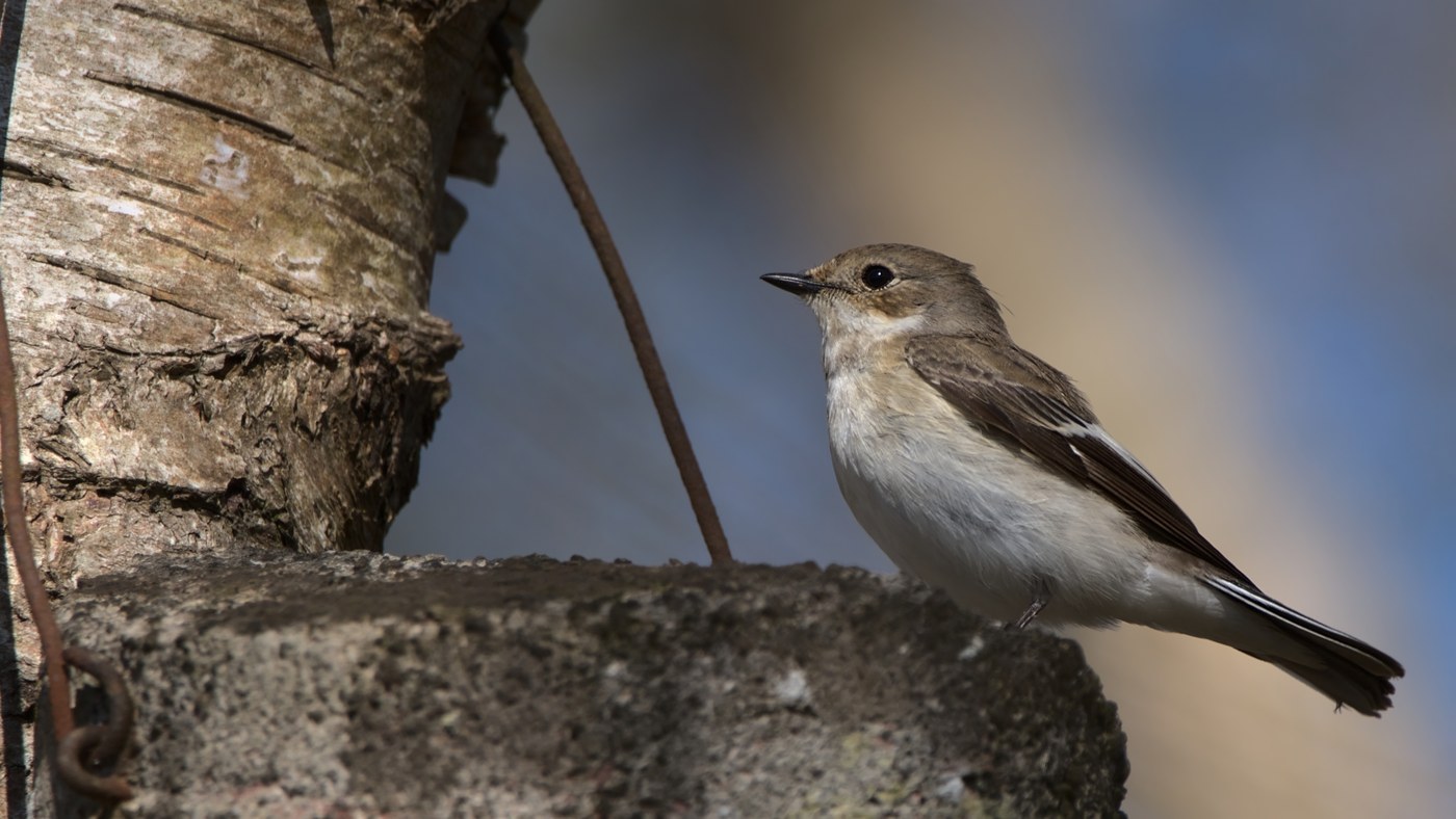 European Pied Flycatcher Identification Guide